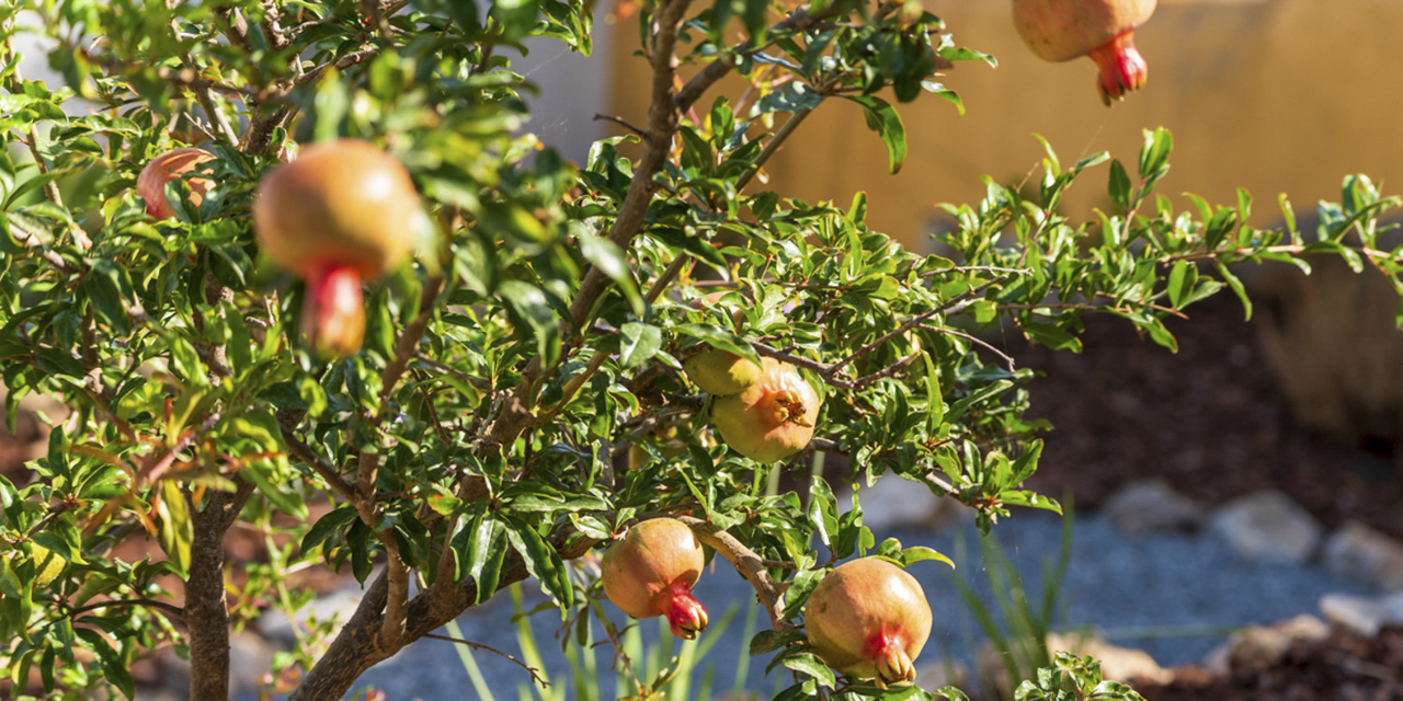 Casa Lucília Ferragudo