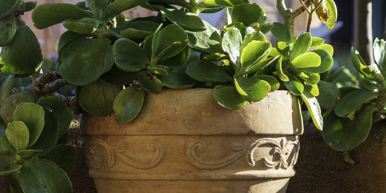 Garten und Pool der OÁSIS - Ferienhaus