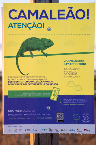 OÁSIS Journal Algarve – Camaeleon