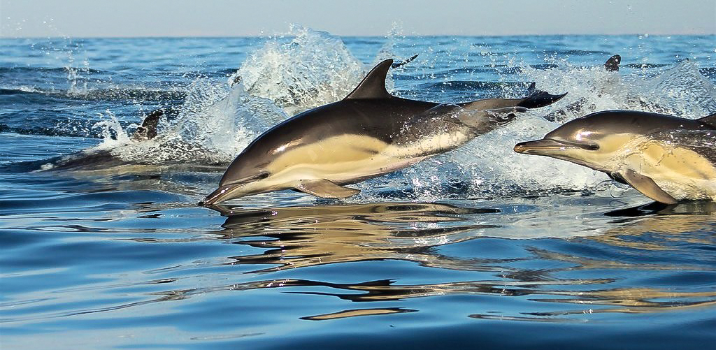 OÁSIS Journal Algarve – Delphin