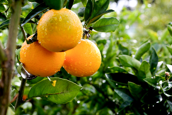 OÁSIS Journal Algarve – Laranjas
