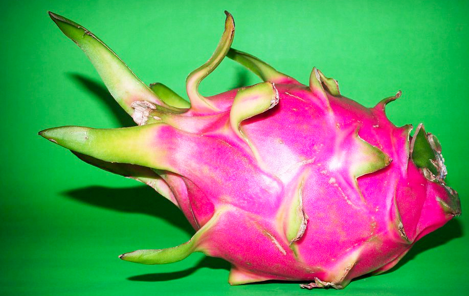 OÁSIS Journal Algarve – Pitaya
