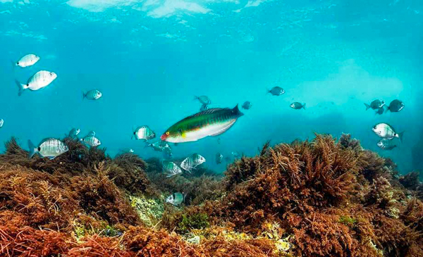 OÁSIS Journal Algarve – Unterwasser