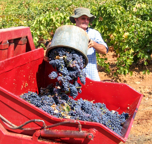 OÁSIS Journal Algarve – Wein