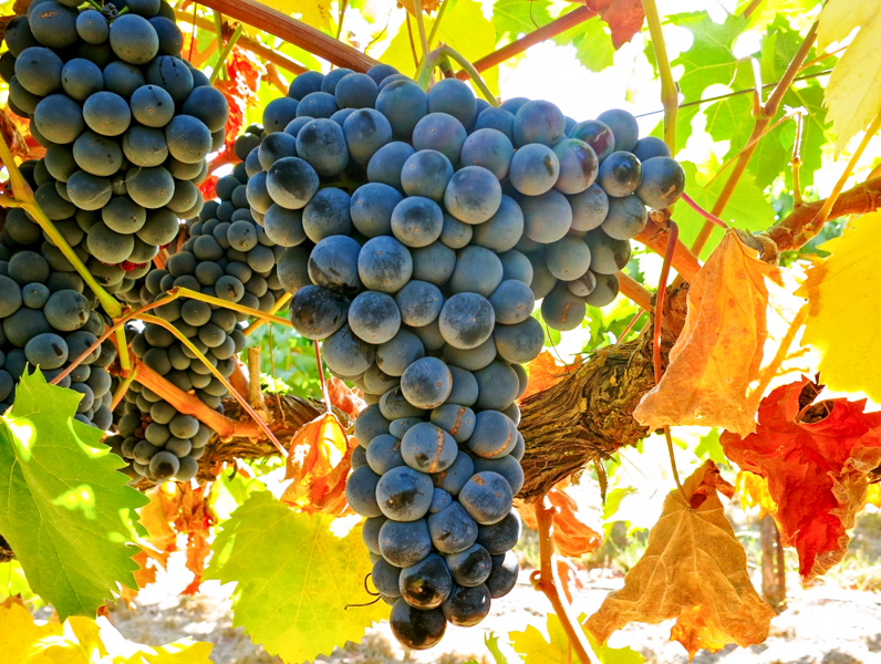 OÁSIS Journal Algarve – Wein