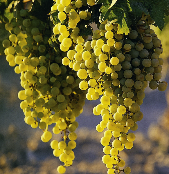 OÁSIS Journal Algarve – Wein